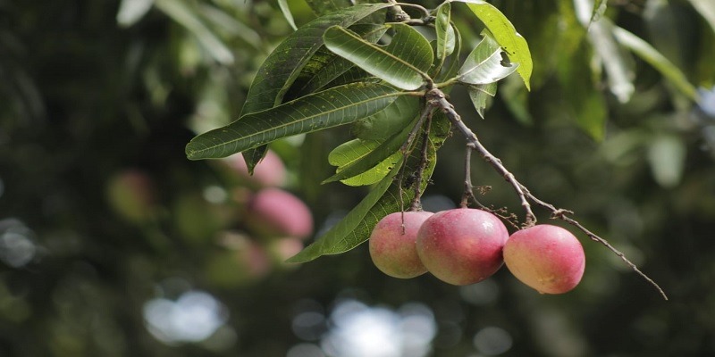 Misión internacional para fortalecimiento de capacidades asociativas y comercialización de aguacate, limón y mango de Cundinamarca
