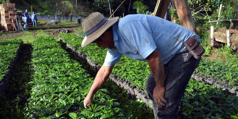 Una iniciativa que mejora la productividad de los caficultores cundinamarqueses