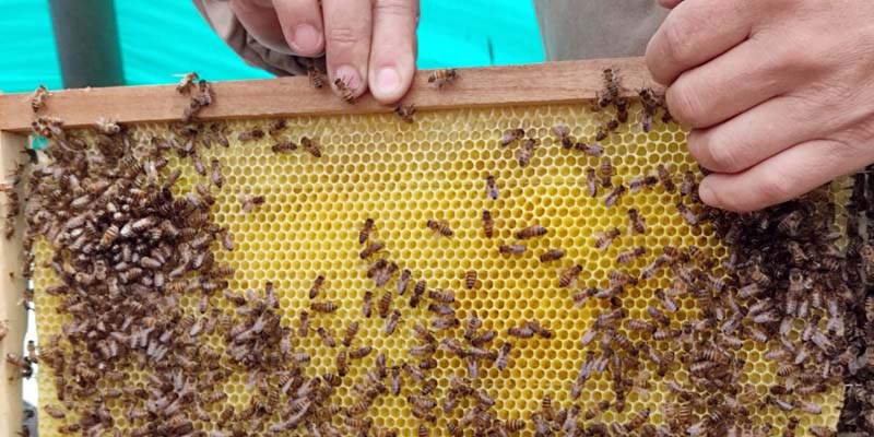 Avanza con éxito el programa Abejas con la Conservación en Villapinzón, Zipaquirá y Gutiérrez




