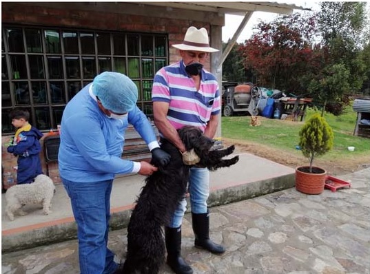  Gran jornada de vacunación de perros y gatos contra la rabia en Cundinamarca