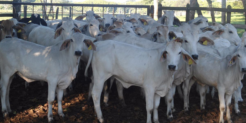 Por fiebre aftosa en Yacopí, cinco municipios de Cundinamarca estarán en cuarentena durante 30 días
































