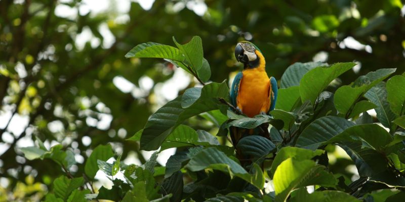 ¡Vacaciones sin jaulas! Autoridades refuerzan controles contra el tráfico de fauna silvestre en receso escolar