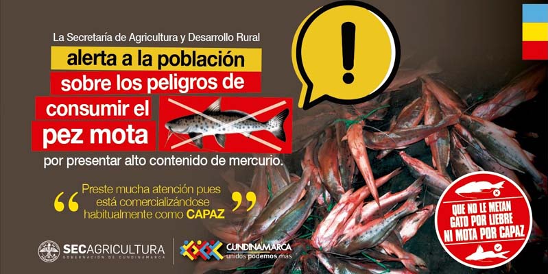 Alerta en Cundinamarca por comercialización y consumo del Pez Mota.