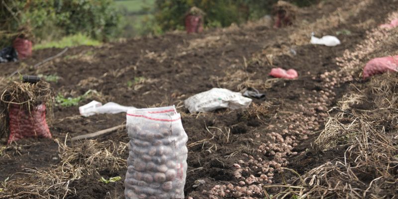Cundinamarca lanza plan de emergencia para enfrentar crisis del sector papero