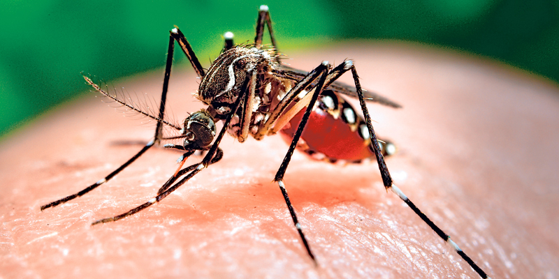 Esta  Semana Santa refuerce las medidas de prevención del dengue























