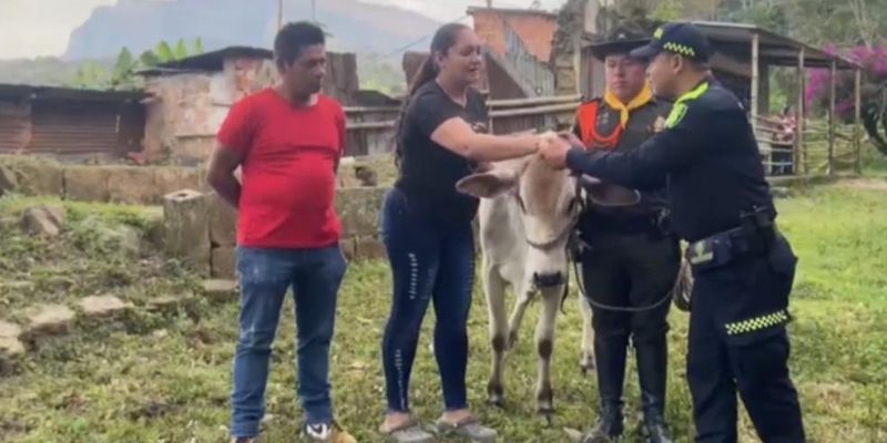 Cae banda que transportaba ganado robado rumbo a Bogotá