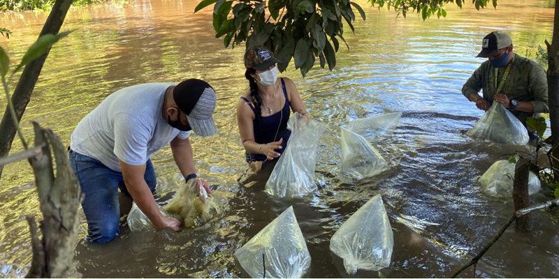 Repoblamiento íctico de especies nativas en la cuenca alta del río Magdalena 


