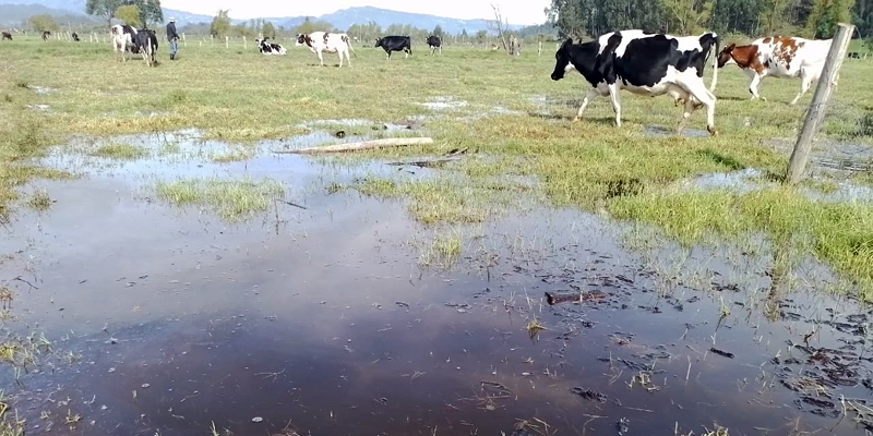Más de 1.100 productores de 53 municipios afectados por la ola invernal han recibido insumos y semillas
