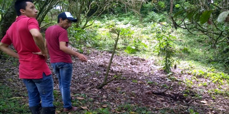 Más áreas de importancia hídrica reforestadas en Guayabal de Síquima






