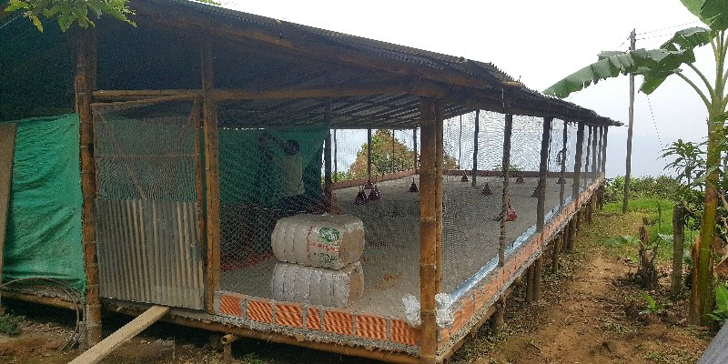 Mejora de la producción de carne avícola en el municipio de Guaduas