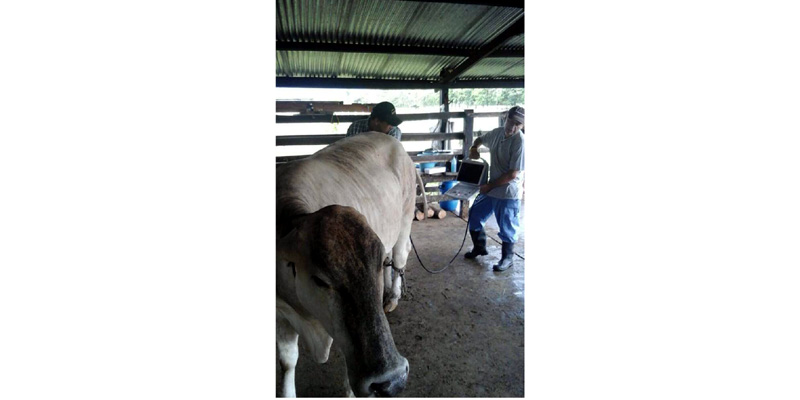 Secretaría de Agricultura fortalece proceso de inseminación bovina en el municipio de Ubalá









