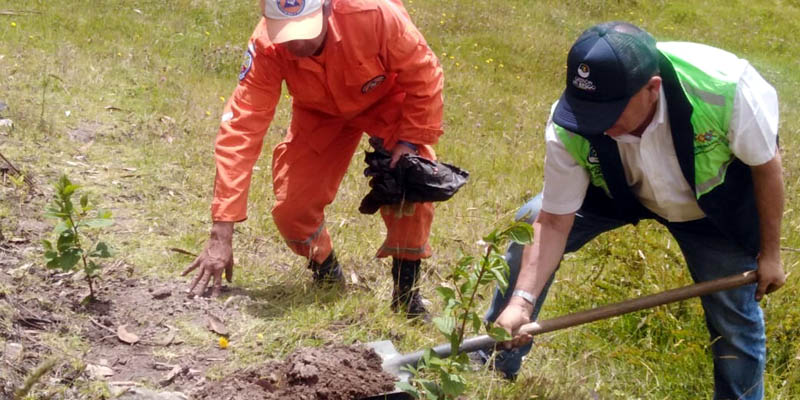 Reforestadas áreas del cerro Montecillo de Guatavita 