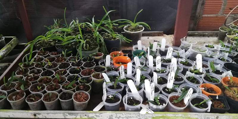 Se fortalece conservación y cultivo de orquídeas nativas en San Antonio del Tequendama y Fusagasugá





