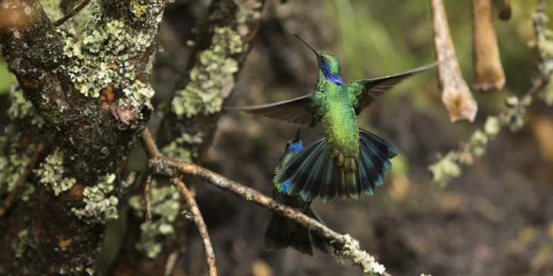 El libro ‘Colibríes de Cundinamarca’, símbolo de la diversidad



