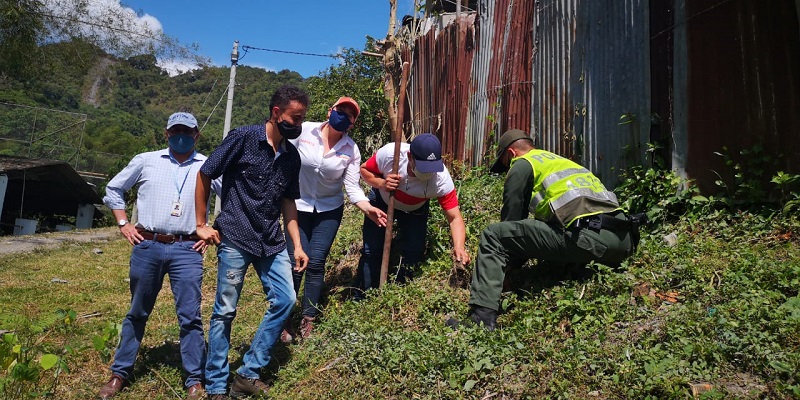 Cuarenta mil árboles protegerán los ecosistemas de Cundinamarca
