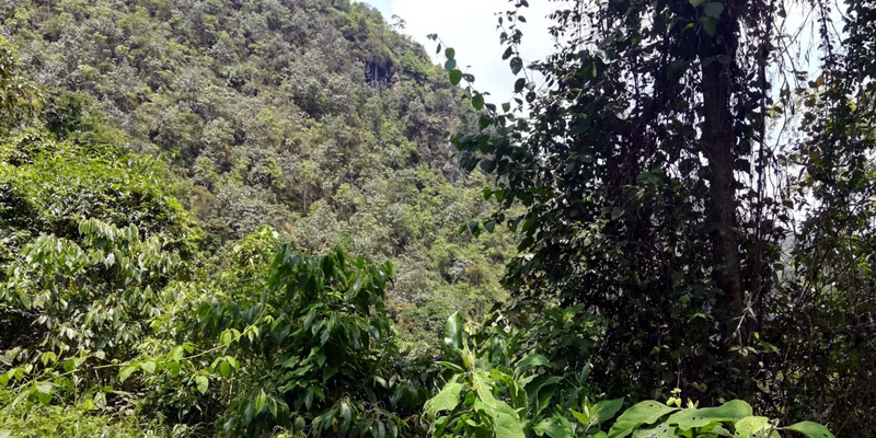 Más de $1.000 millones se invertirán en el humedal Cacahual del municipio de La Vega



























