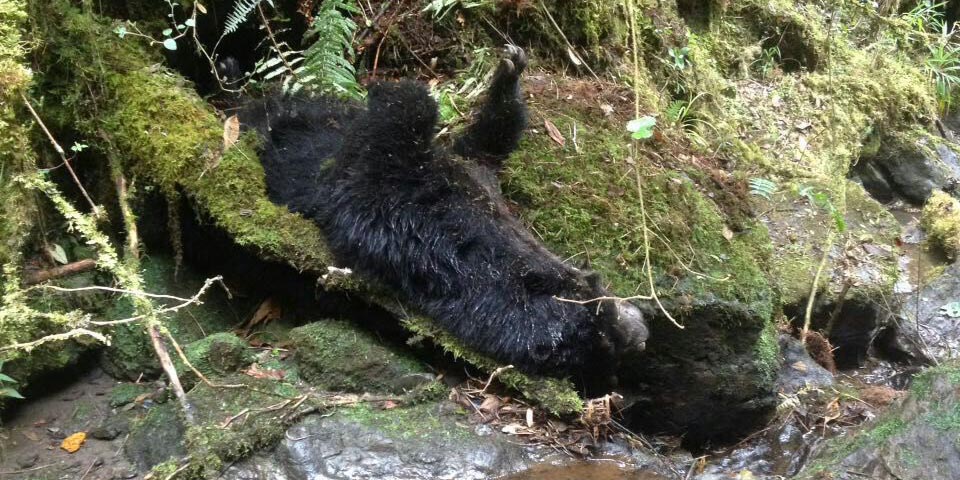 "Redoblamos despliegue interinstitucional para dar con los responsables del asesinato del oso de anteojos": gobernador Jorge Rey







