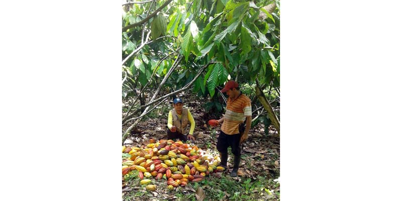 Cerca de 3.500 familias viven del cacao en Cundinamarca









