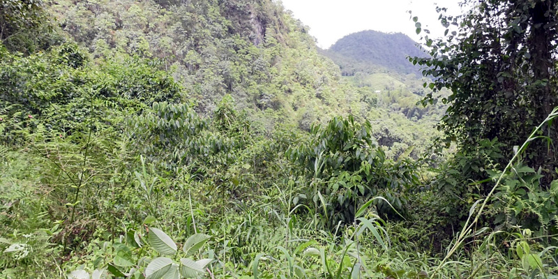 Más de $1.000 millones se invertirán en el humedal Cacahual del municipio de La Vega



























