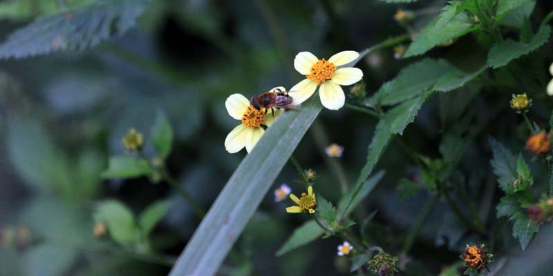 Las Abejas, aliadas silenciosas del medio ambiente