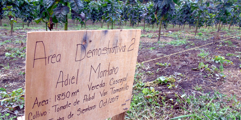 $8.727 millones para innovación en producción de frutas y hortalizas tipo exportación 


