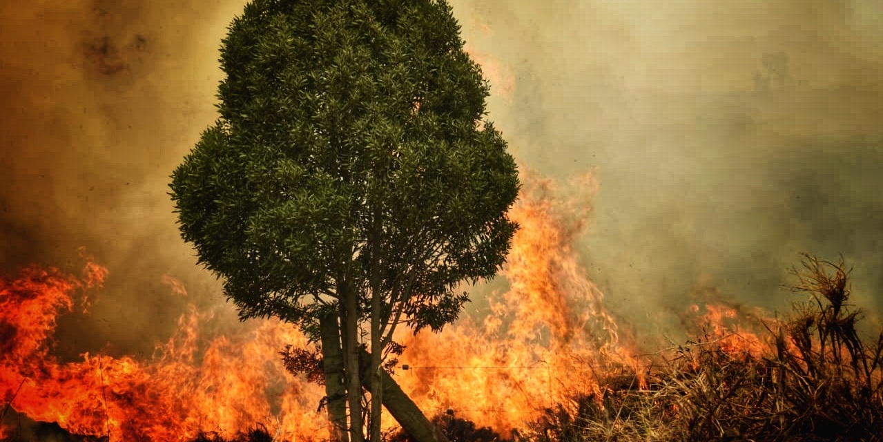 Cundinamarca supera temporada de incendios  


