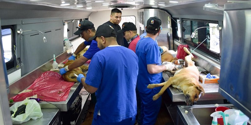 El IPYBAC lideró jornada de esterilización de perros ferales








