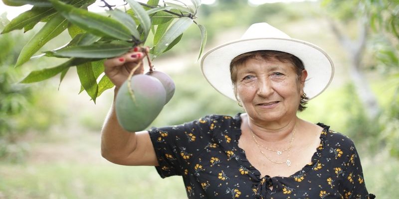 Cundinamarca produce mango como para llenar un rascacielos de 100 pisos: 94.000 toneladas al año