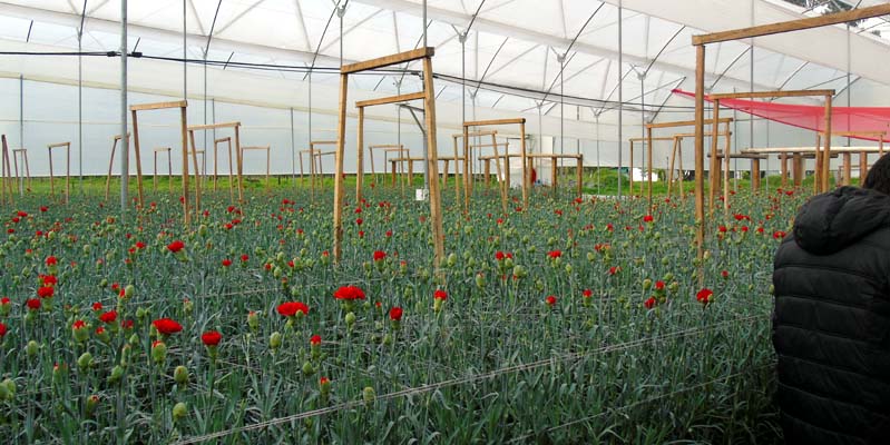 $7.204 millones para el fortalecimiento del sector floricultor