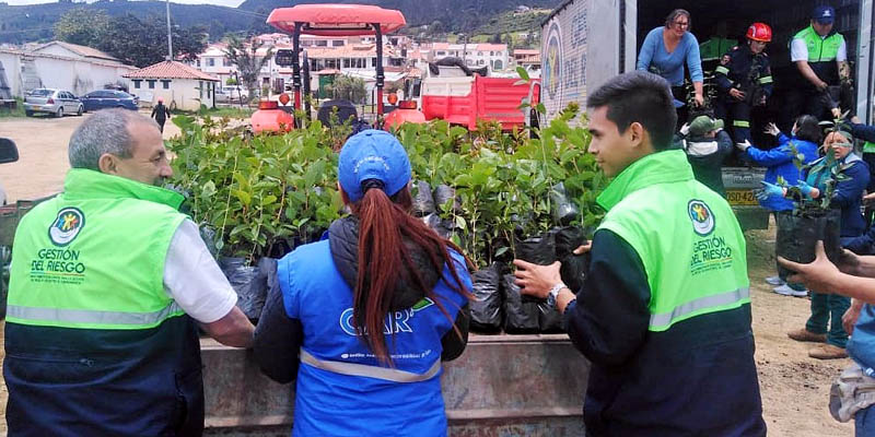Reforestadas áreas del cerro Montecillo de Guatavita 