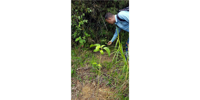 Gobierno departamental realiza millonaria inversión en reforestación rural









