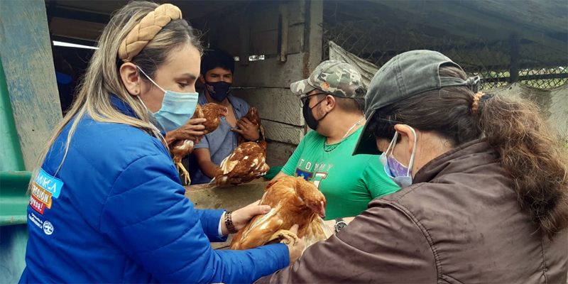 Gobierno departamental entregó cerca de 1.700 gallinas para fortalecer proyectos productivos de mujeres