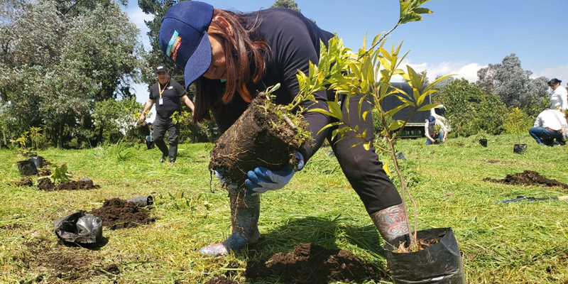 300 árboles de ocho especies fueron sembrados en la ronda del humedal Gualí de Funza










