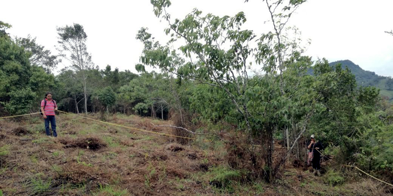 Más áreas de importancia hídrica reforestadas en Guayabal de Síquima






