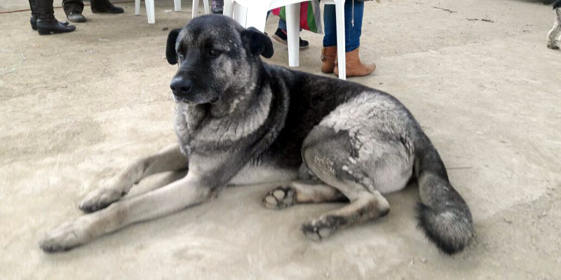 La campaña "Cundinamarca protege tu animal de compañía" llegó a La Vega
















